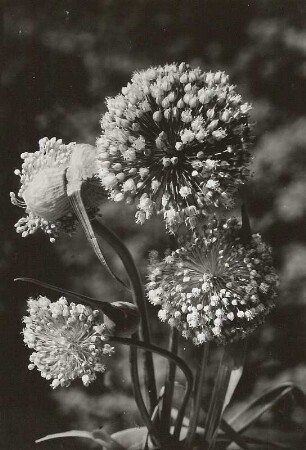 Lauch (Allium ampeloprasum Lauch-Gruppe, Syn. Allium porrum), auch Porree, Breitlauch, Winterlauch, Welschzwiebel, Gemeiner Lauch, Spanischer Lauch, Aschlauch, Fleischlauch. Knospe und Blüten