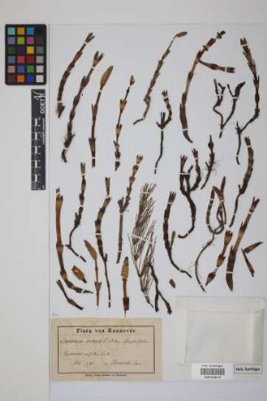 Equisetum arvense L.