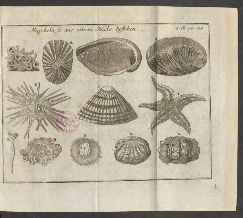 Muscheln so aus einem Stück bestehen 3. Th. pag. 266