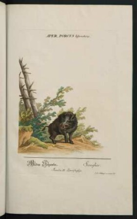 Aper, Porcus sylvestris. Wildes Schwein. Sanglier. Familia II. Zweyhufige