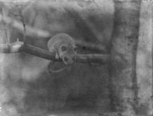 Siebenschläfer : Siebenschläfer (Glis glis Linnaeus).