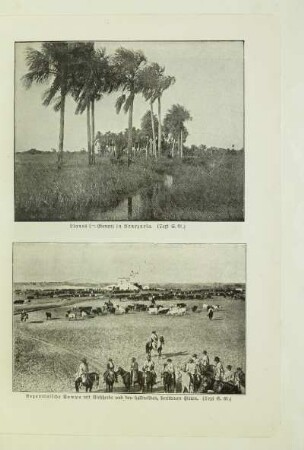 Argentinische Pampa mit Viehherde und den halbwilden, berittenen Hirten. (Text S. 61.)