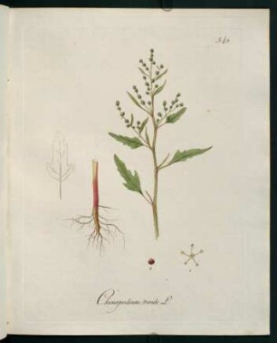 Chenopodium viride L.