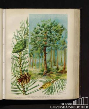 Pinus silvestris Linné. Föhre, Rotföhre, Kiefer.