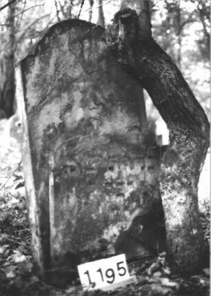 Grabstein 1195 (Index: 99899949) Material: Sandstein Zustand: völlig verwittert, in der Mitte durchgebrochen Maße HxBxT: 110x65x15 cm Beschreibung: Stele mit eingezogenem Rundbogenabschluss, in der Mitte durchgebrochen: Grabstein 1195
