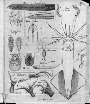 Tafel 19 : zur Isis Heft IX. 1818