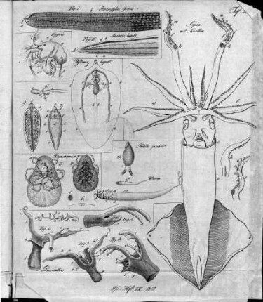 Tafel 19 : zur Isis Heft IX. 1818