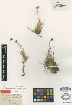 Arenaria nardifolia Ledeb. [type]