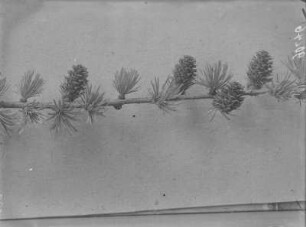 Europäische Lärche : Weibliche Blüte einer europäischen Lärche (Larix decidua Mill).