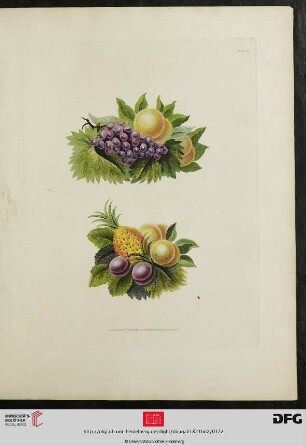 [Plate 119-123] Plate 114-118 [Vers. Obstsorten und -körbe (koloriert)]