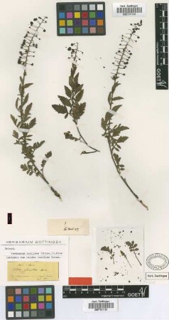 Celsia luciliae Boiss. [isotype]