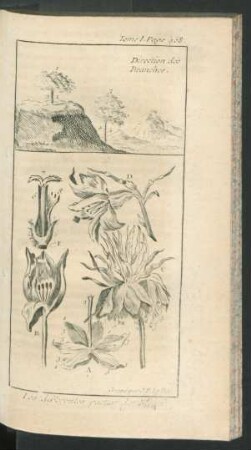 Tafel: Direction des Branches. Les diffèrentes parties des Fleurs.