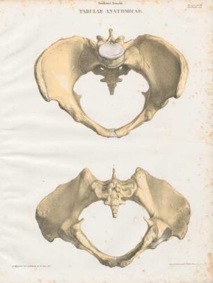 Pelvis feminina a superiore exhibita/ Eadem pelvis ab inferiore visa