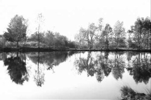 Schwenninger Moos (Neckarquelle) bei Schwenningen, spiegelende Baumgruppe