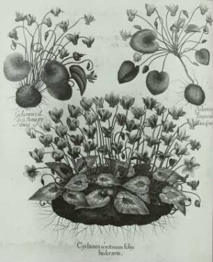 Besler, Basilius und Hieronymus: Hortus :Eystettensis: Alpenveilchen - Cyclamen purpuras oens MILLER (C.ouropäus) verschiedene Zuchtformen