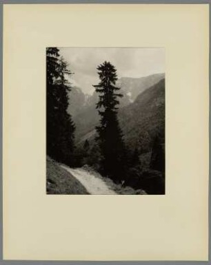 Wald im Kaisergebirge