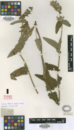 Betonica scardica Griseb. [lectotype]