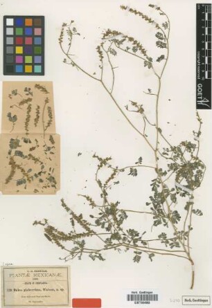 Dalea glaberrima S.Watson [type]