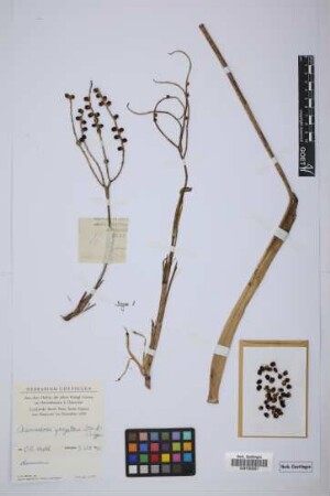 Chamaedorea