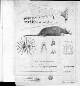 Tafel 8 zu Isis Heft VI. 1823