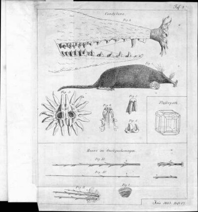 Tafel 8 zu Isis Heft VI. 1823