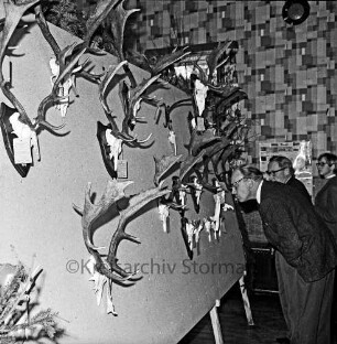 Kreisjägerschaft Stormarn e.V.: Rohlfshagen/Kupfermühle: Gastwirtschaft "Kupfermühle": Saal: Mitgliederversammlung: Ausstellungstafel mit Auswahl an Jagdtrophäen aus den Hegeringen: rechts Personen bei der Besichtigung