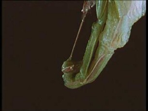 Mantis religiosa (Mantidae) - Häutung zur Imago
