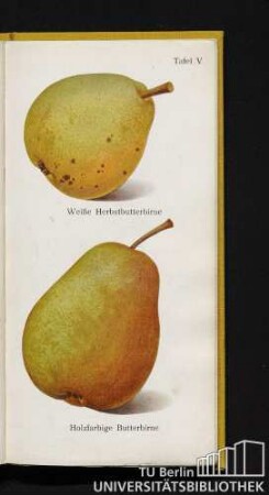 Tafel V. Weiße Herbstbutterbirne und Holzfarbige Butterbirne.