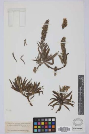 Echium onosmifolium onosmifolium Webb & Berth.