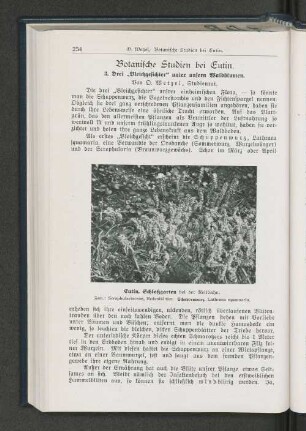 Botanische Studien bei Eutin.