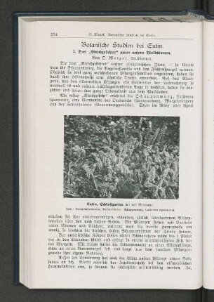 Botanische Studien bei Eutin.