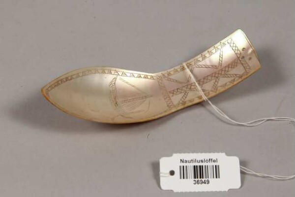 Nautilus spoon