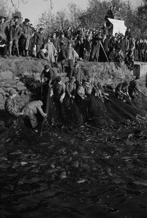 Abfischen der Karpfen im Moritzburger Schloßteich. Fischer beim Einziehen des Fischnetzes