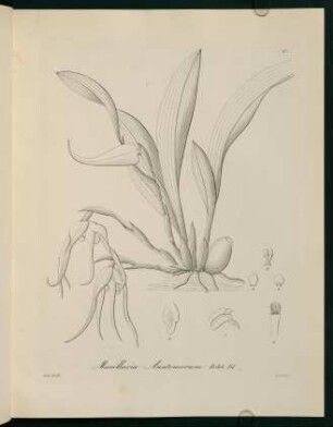 67r-67v, Maxillaria Anatomorum