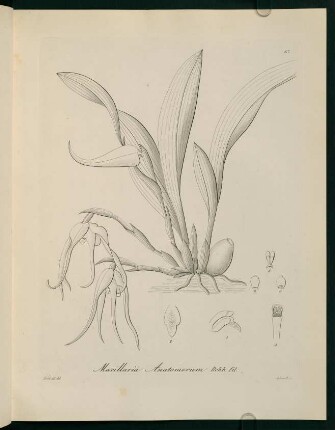 67r-67v, Maxillaria Anatomorum
