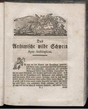 Das Aethiopische wilde Schwein
