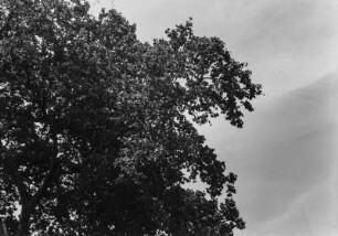 Früchtetragender Baum : Blick auf einen Baum, der Früchte trägt.