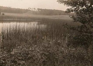 Elbtalkessel. Heideteich bei Weinböhla. Schilfzone von Gewöhnlicher Teichbinse (Schoenoplectus lacustris), auch Gewöhnliche Teichsimse oder Grüne Teichbinse, gebildet
