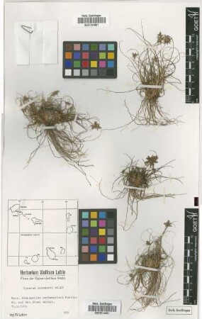 Cyperus cadamosti Bolle
