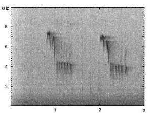 Haubenmeise | Lophophanes cristatus - Ruf