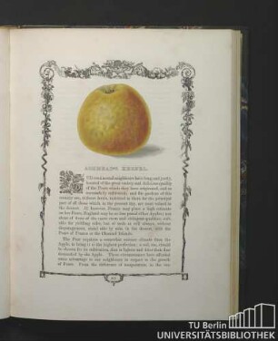 Ashmead's Kernel.