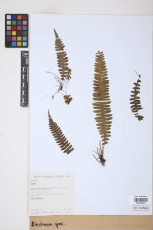 Blechnum