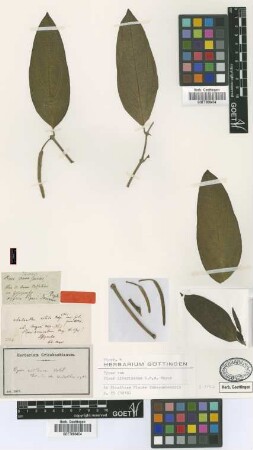 Piper nitidum Vahl