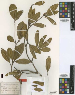 Calycogonium squamulosum Cogn. f. grandifolium Cogn.[type]