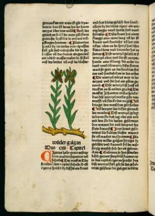 68v-69r, Wilder galgan (112. Kapitel)