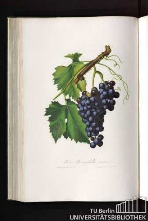 Uva Moscadella Nera