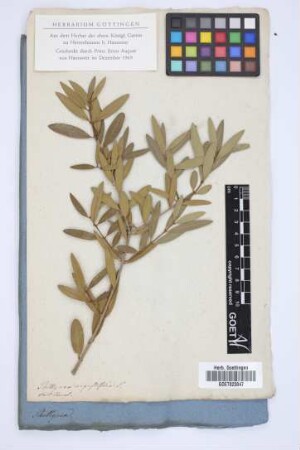 Phillyrea angustifolia L.