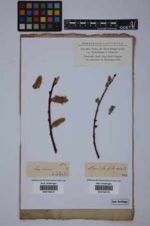 Salix caprea