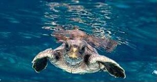 Tortuga - Die unglaubliche Reise der Meeresschildkröte