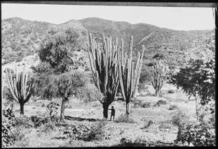 Trockenvegetation mit Carapari und Quebrachoblanco bei Huertas, Provinz Campero